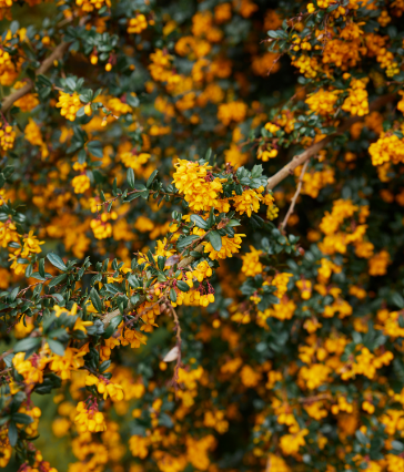A close up photo of yellow flowers